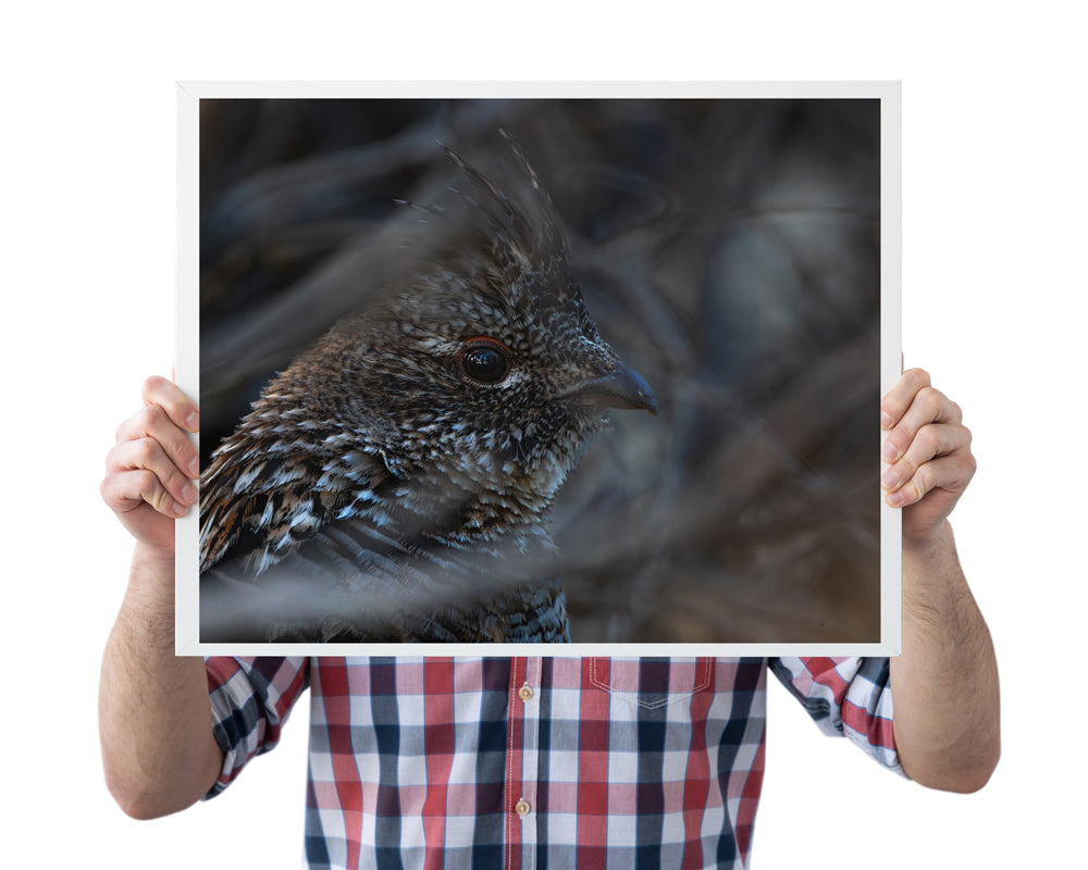 Wildlife Wall Art Transforms Your Home Grouse