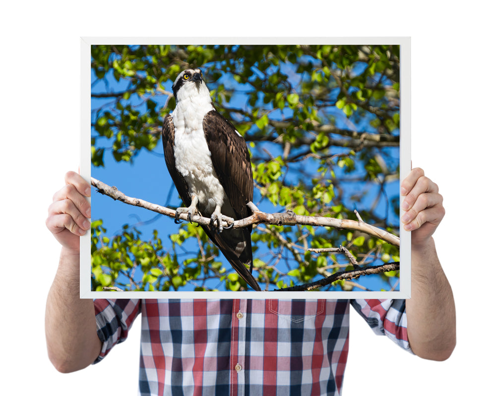 The Osprey’s Gaze: A Moment of Connection