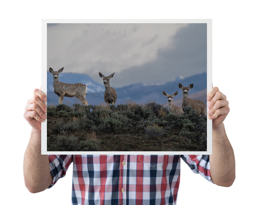 Chasing the Light: Why Wildlife Wall Art Transforms Your Home