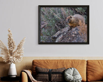 Bring Nature Home: The Beauty of Wildlife Wall Art Baby Marmot