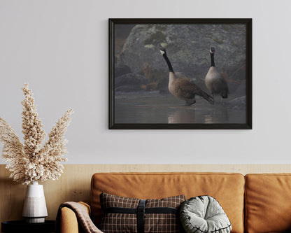 Divine Serenity at Boulder Creek Canada Geese 2