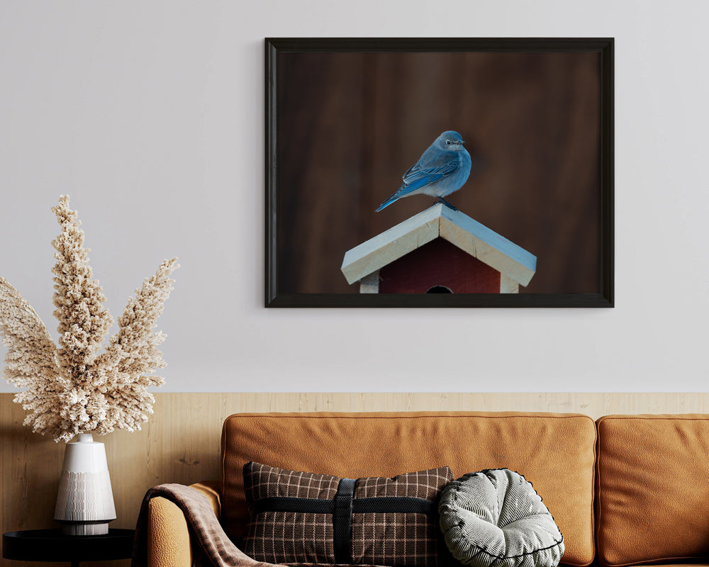 Bringing Nature Home: The Bluebird Inspiration