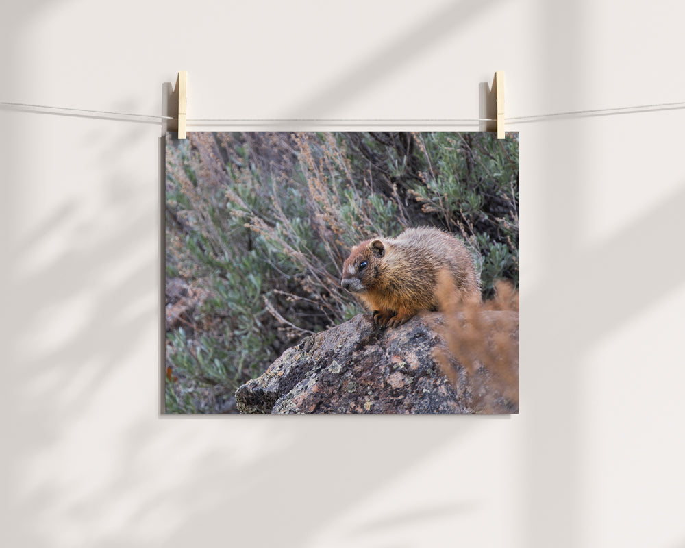 Bring Nature Home: The Beauty of Wildlife Wall Art Baby Marmot