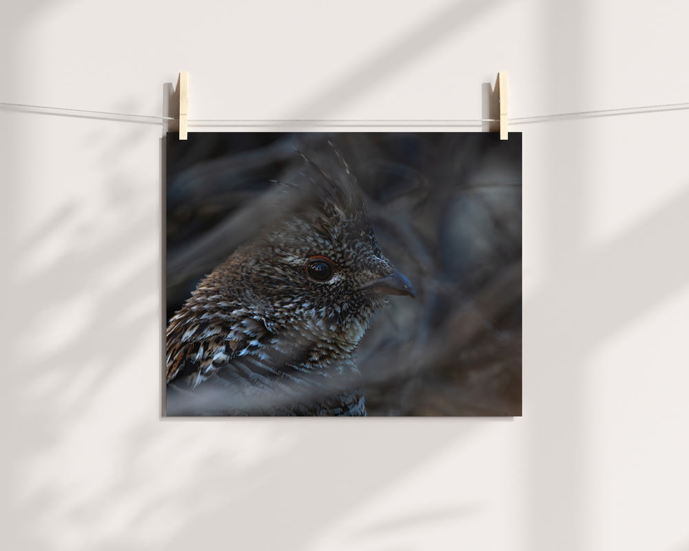 Wildlife Wall Art Transforms Your Home Grouse