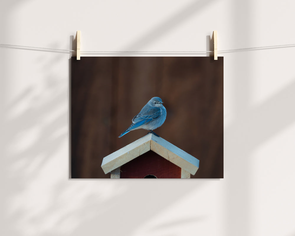 Bringing Nature Home: The Bluebird Inspiration