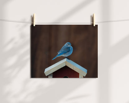 Bringing Nature Home: The Bluebird Inspiration