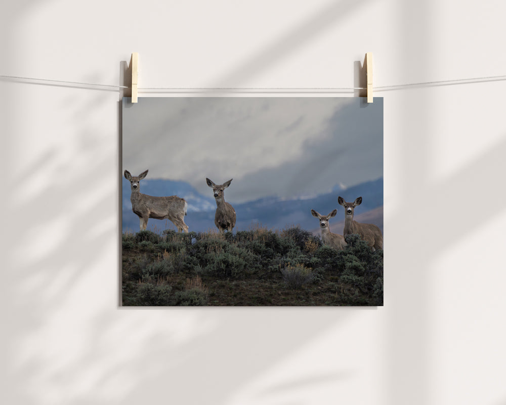 Chasing the Light: Why Wildlife Wall Art Transforms Your Home