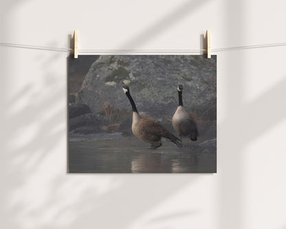 Divine Serenity at Boulder Creek Canada Geese 2