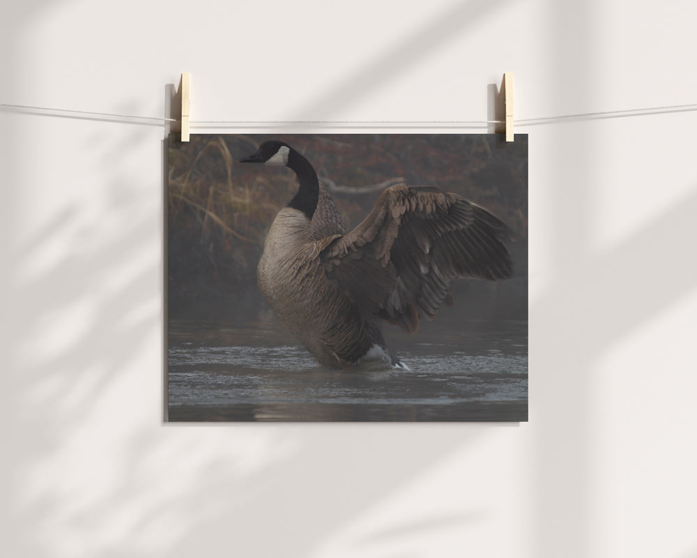 Divine Serenity at Boulder Creek Canada Geese