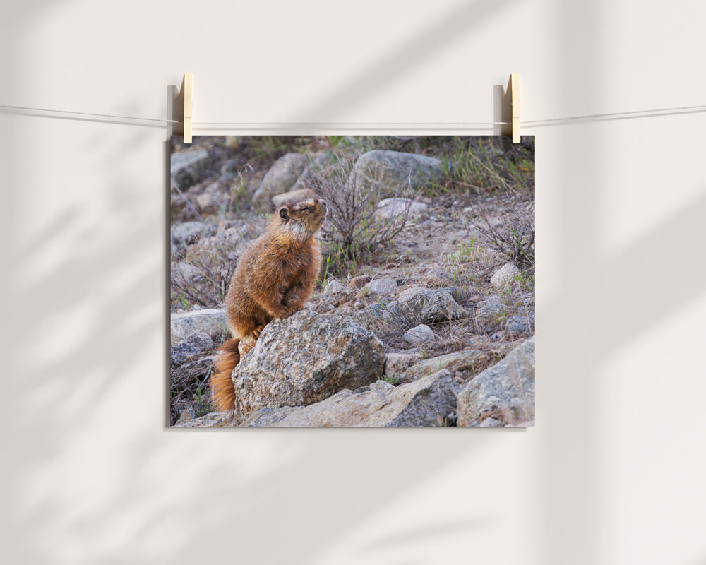 A Moment of Patience: The Praying Marmot