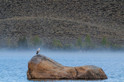 Ring - Billed Gull