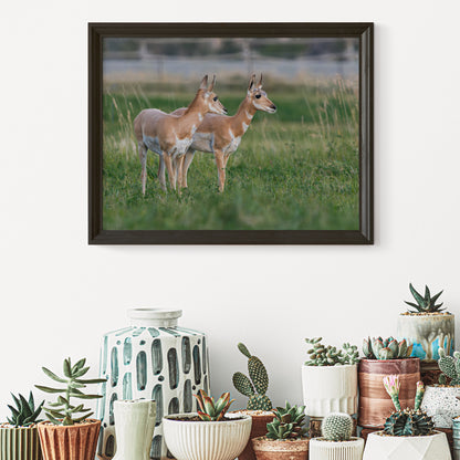Pronghorn Wall Art