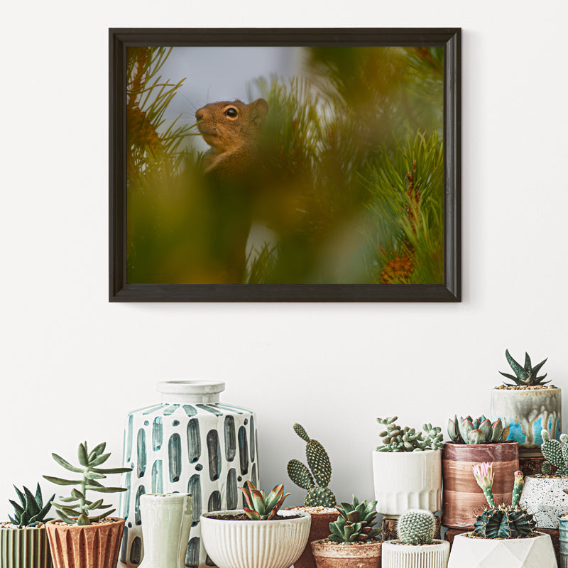 Squirrel  Wall Art