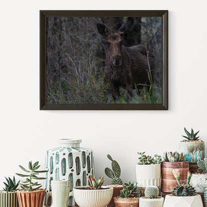 Moose Wall Art