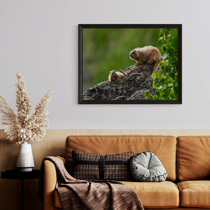 Marmot Wall Art