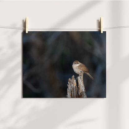 Wren Wall Art