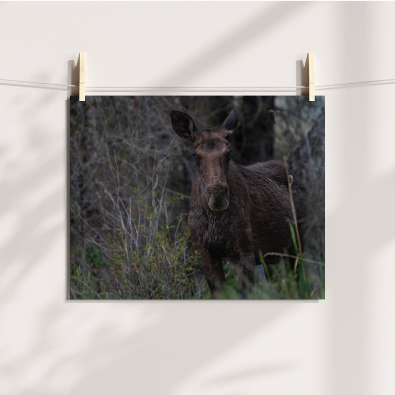 Moose Wall Art