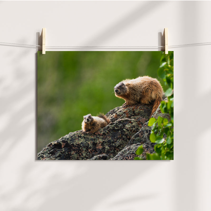 Marmot Wall Art