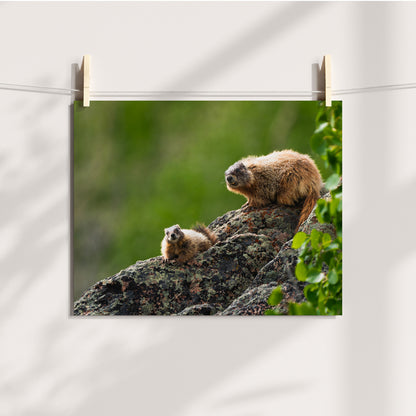 Marmot Wall Art