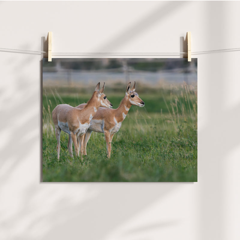 Pronghorn Wall Art