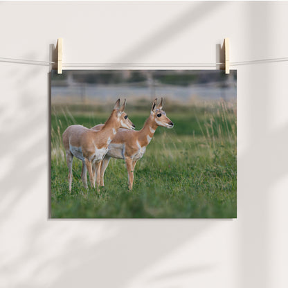 Pronghorn Wall Art