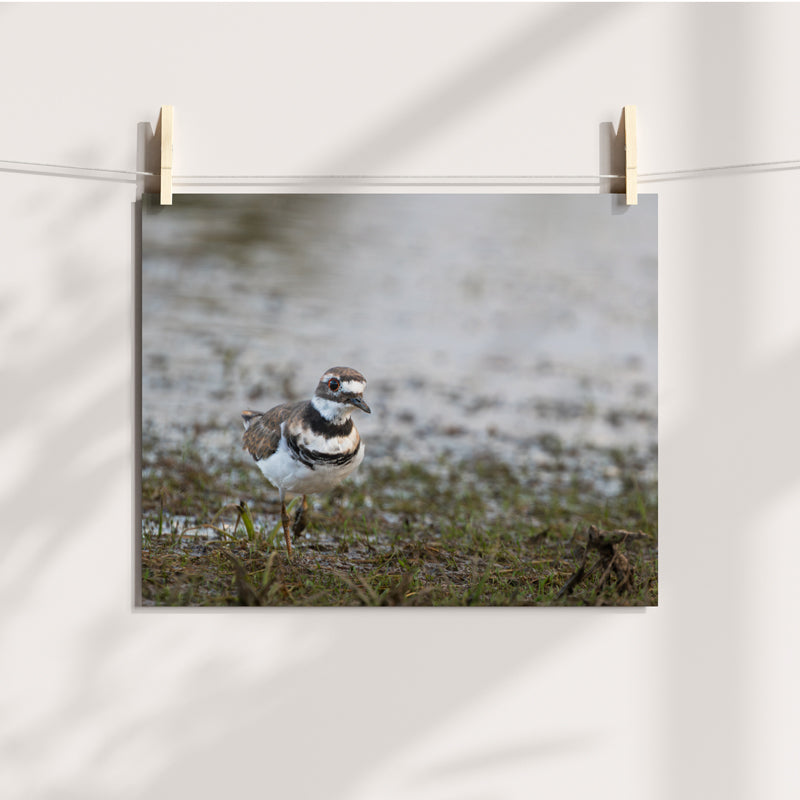 Killdeer Wall Art