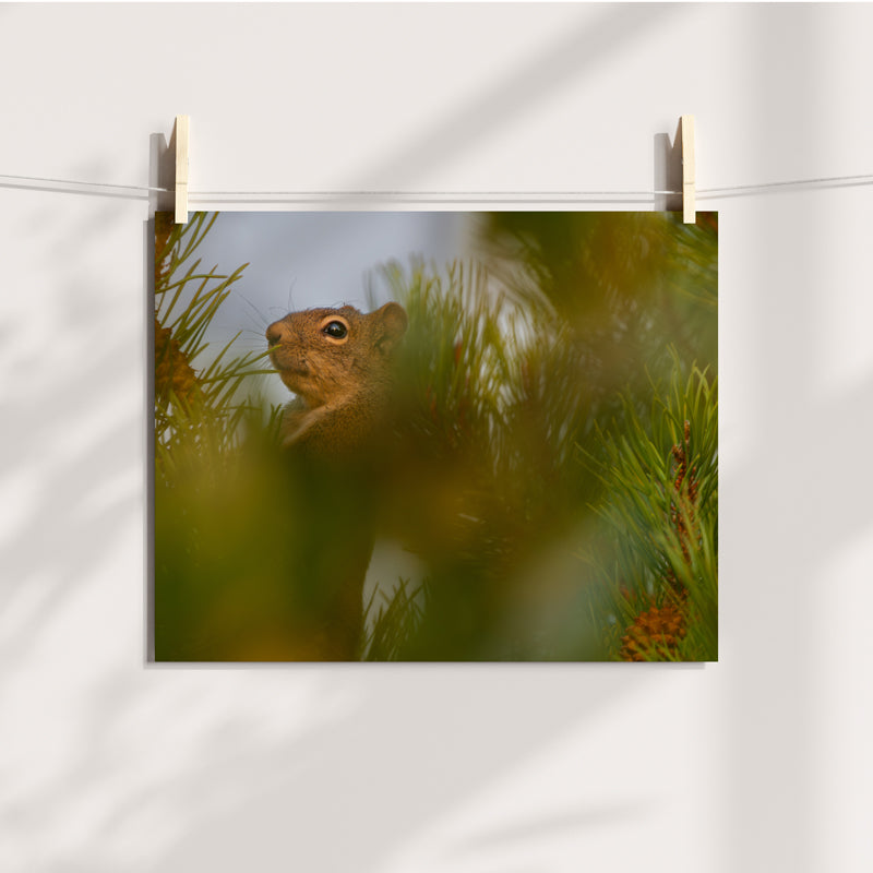 Squirrel Wall Art