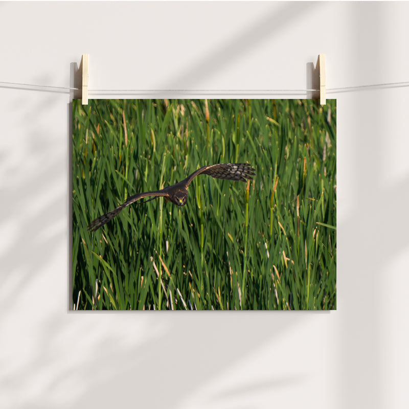 Northern Harrier Artwork