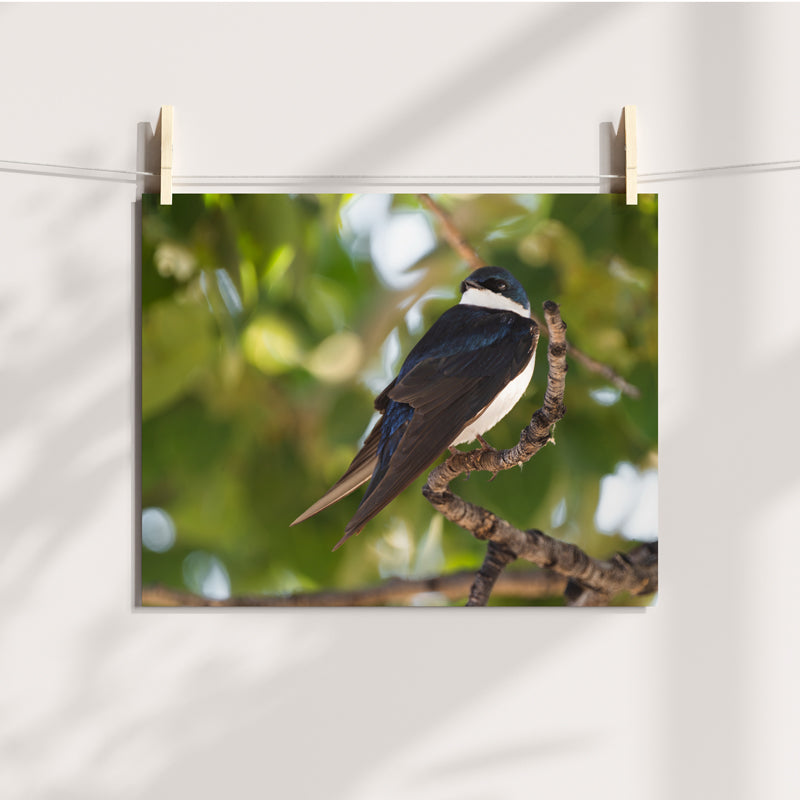 Tree Swallow Wall Art
