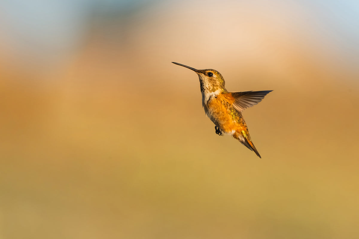 Wings of Praise