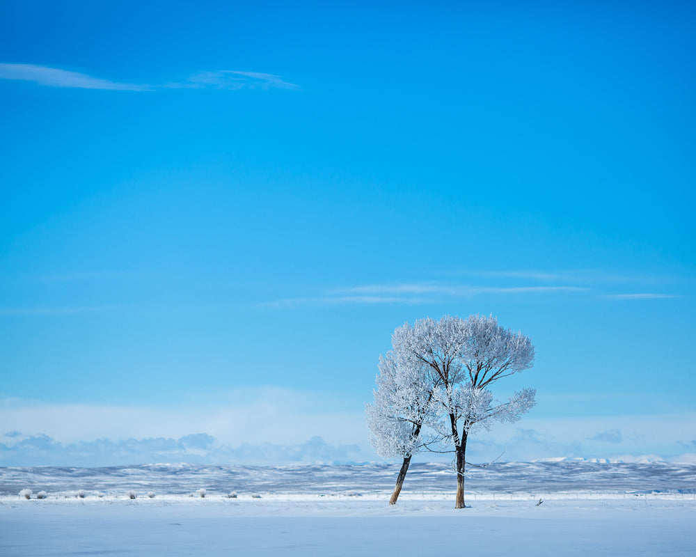 Landscape Photography: Hugging Trees