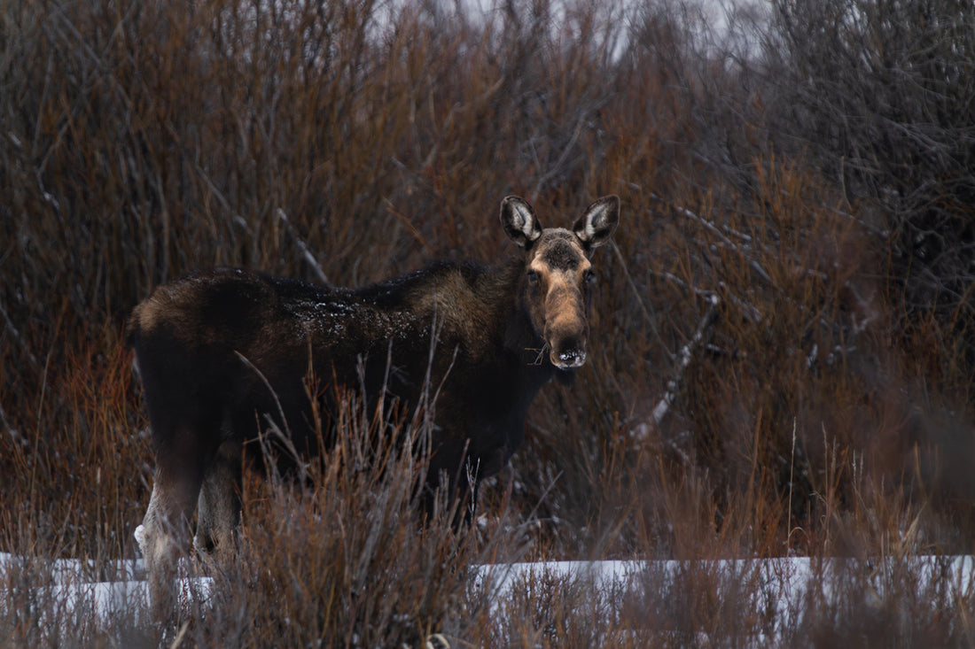 Majestic Moose Wall Art: Bring the Spirit of the Wild into Your Home 2