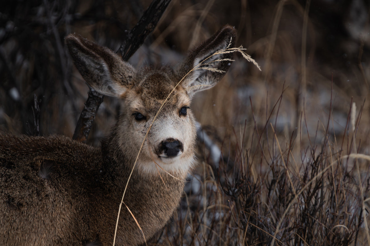 Nature’s Grace: A Winter Deer Print to Bring Wyoming’s Wilderness into Your Home