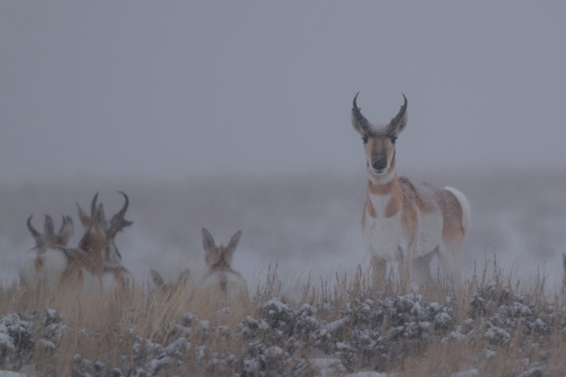 Chasing the Wild: Pronghorn Artwork to Capture Nature’s Untamed Spirit