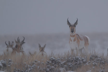 Chasing the Wild: Pronghorn Artwork to Capture Nature’s Untamed Spirit