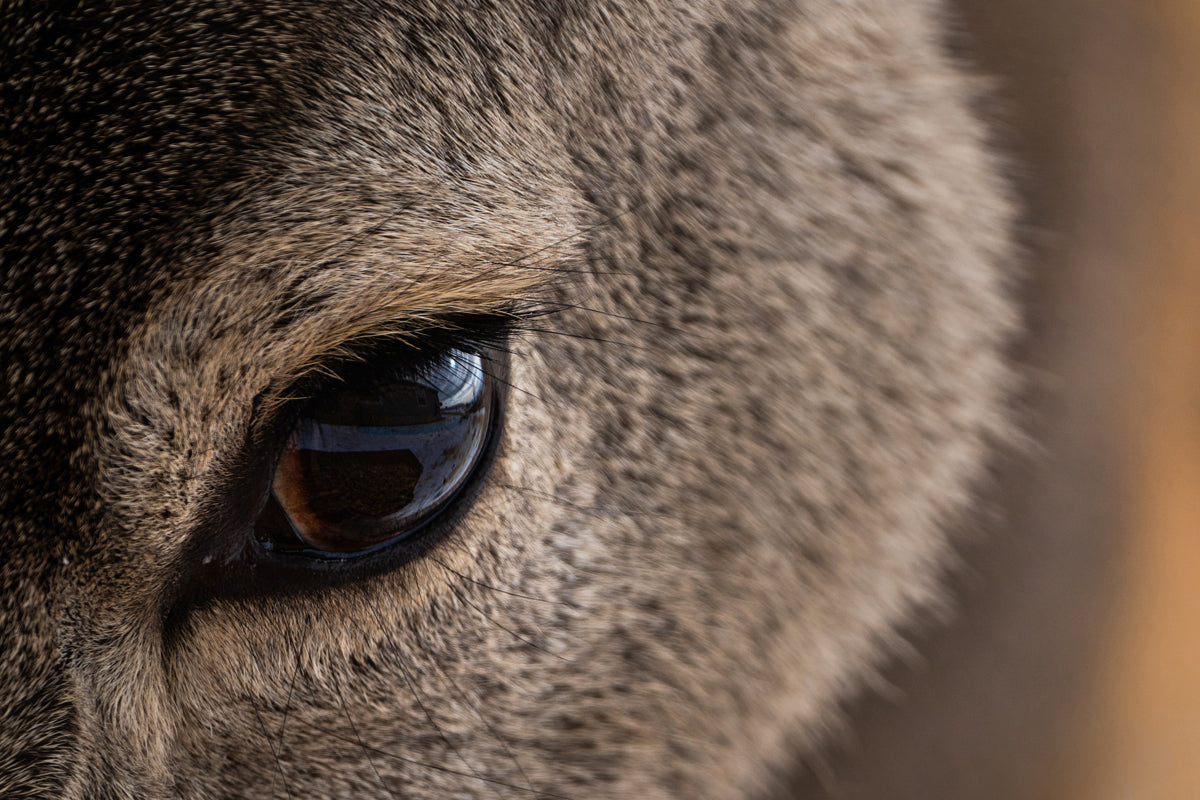 Close-Up Deer Wall Art: Capturing the Gentle Spirit of Wyoming