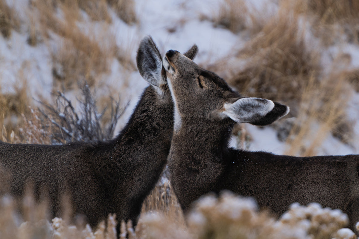 Deer Wall Art: Capturing the Tenderness of Wyoming&