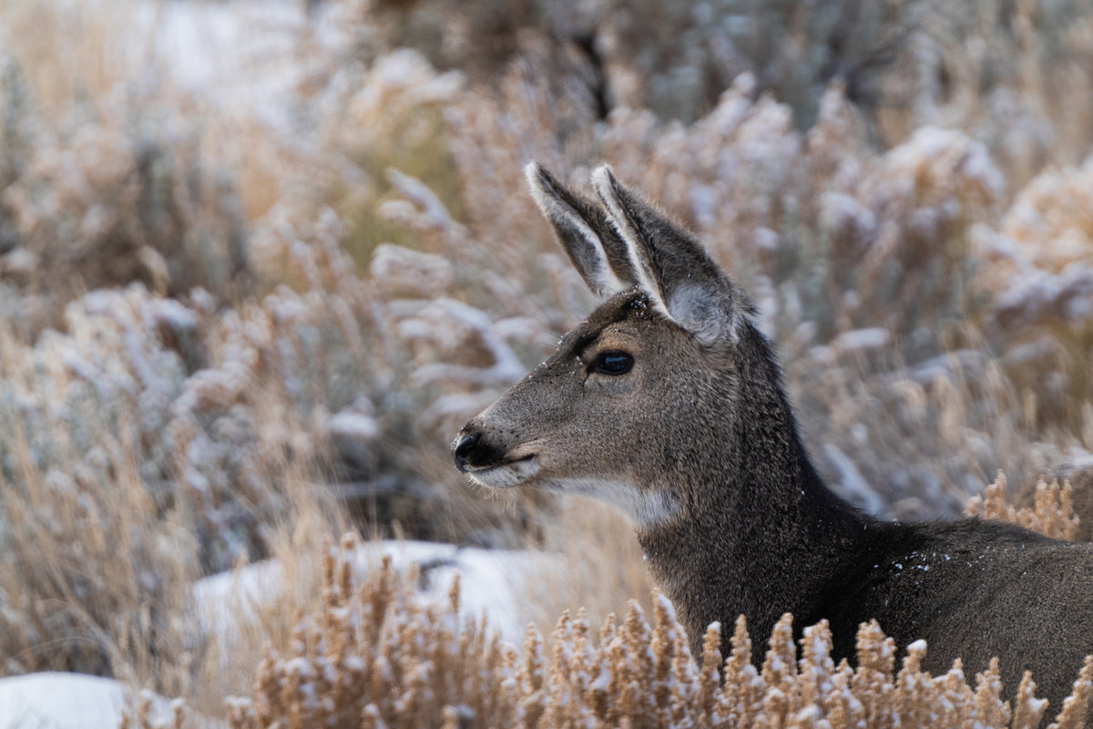 Deer Artwork: A Tender Moment Captured in Nature&