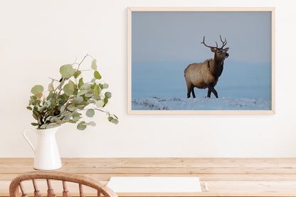 Elk Artwork: Capturing the Heart of Wyoming’s Wild Majesty