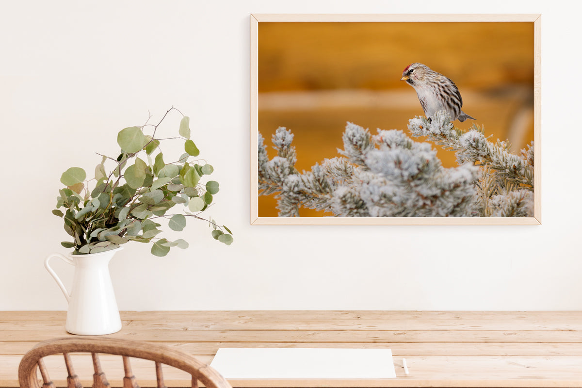 Wildlife Photography: Common Redpoll Chilling 5