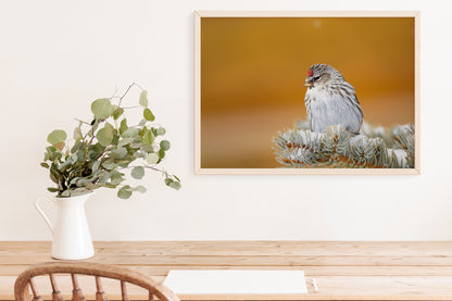 Wildlife Photography: Common Redpoll Chilling 2