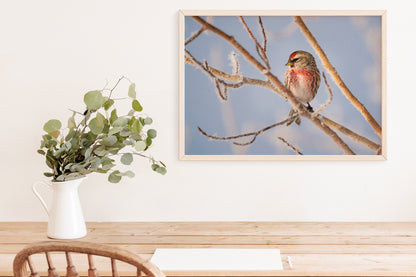 Winter Wonder: Common Redpoll Wall Art to Brighten Your Home