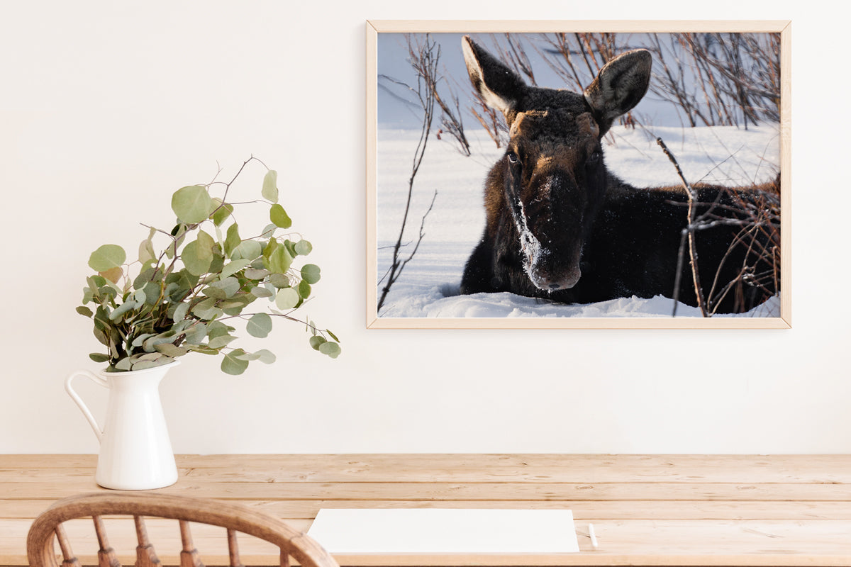 Majestic Moose Wall Art: Bring the Serenity of Wyoming’s Wildlife into Your Home