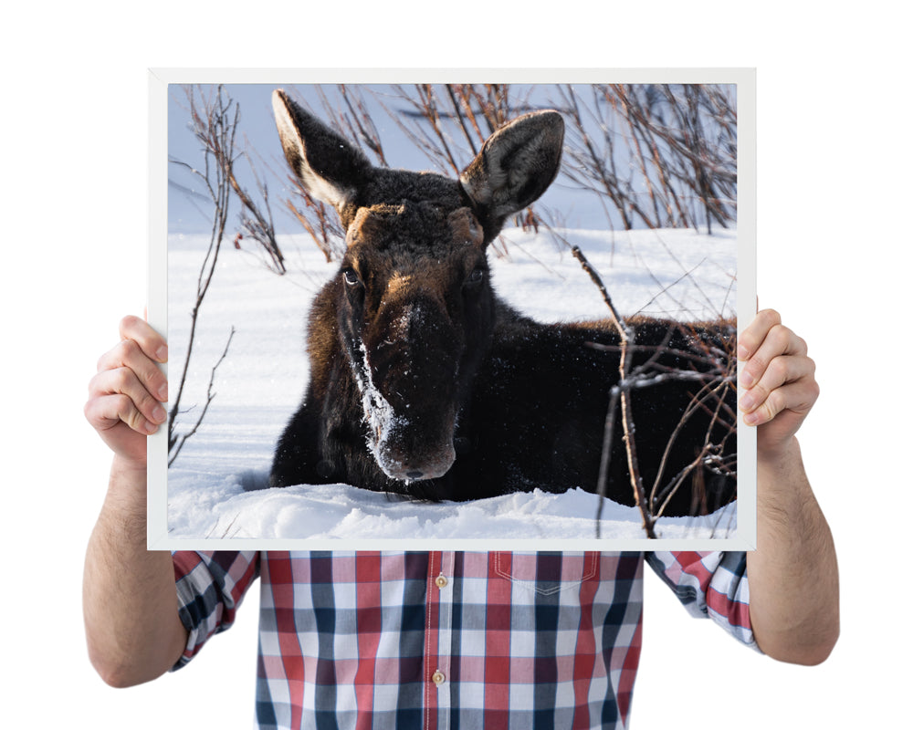 Majestic Moose Wall Art: Bring the Serenity of Wyoming’s Wildlife into Your Home