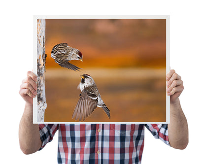 Wildlife Photography: Common Redpoll Flying