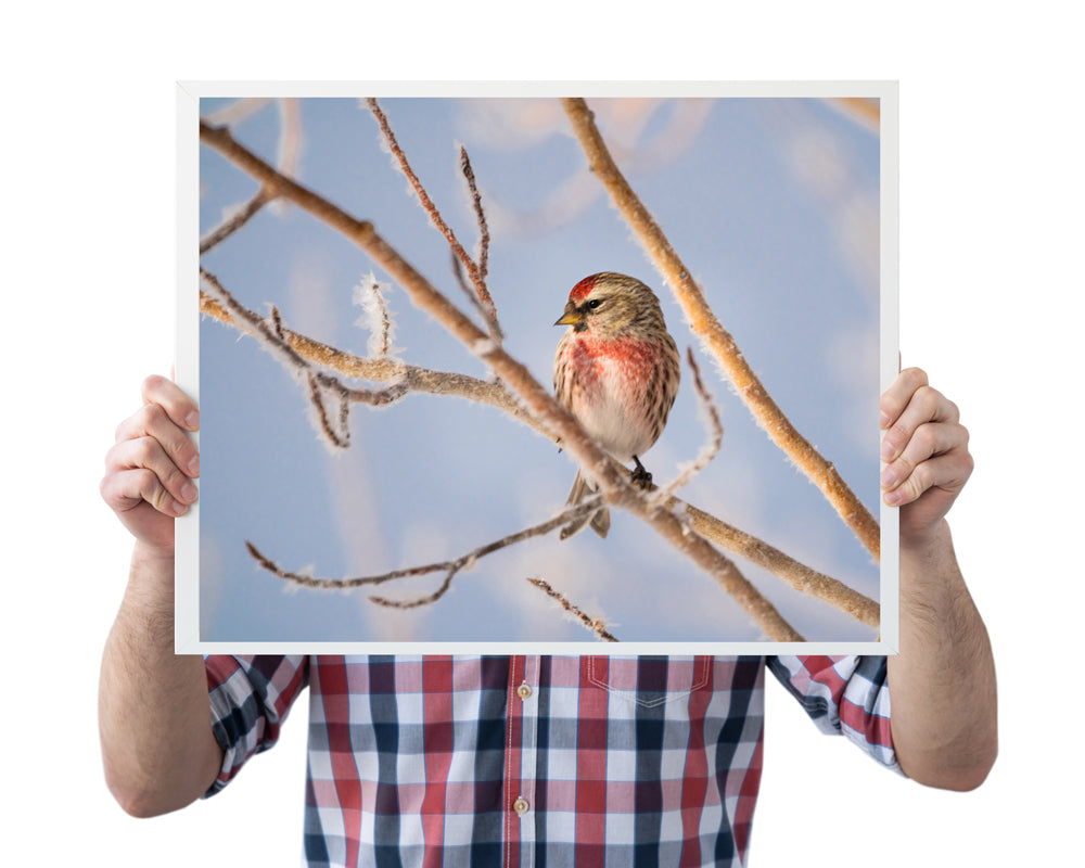 Winter Wonder: Common Redpoll Wall Art to Brighten Your Home