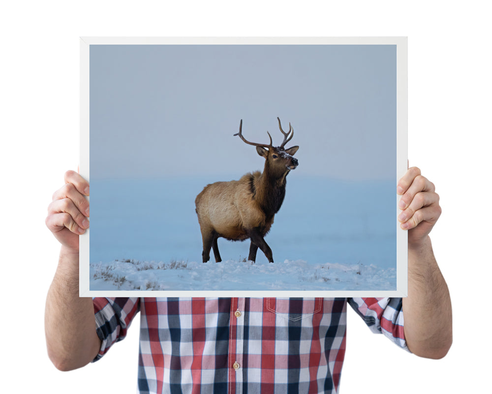 Elk Artwork: Capturing the Heart of Wyoming’s Wild Majesty