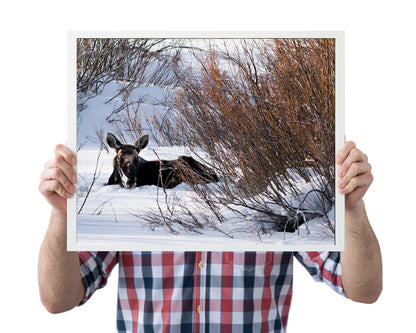 Wildlife Photography: Moose 2
