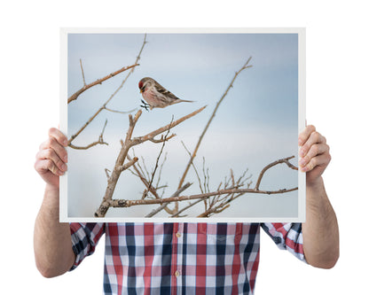 Wildlife Photography: Common Redpoll Jumping