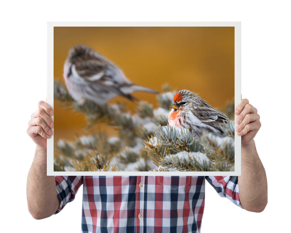 Wildlife Photography: Common Redpoll Chilling